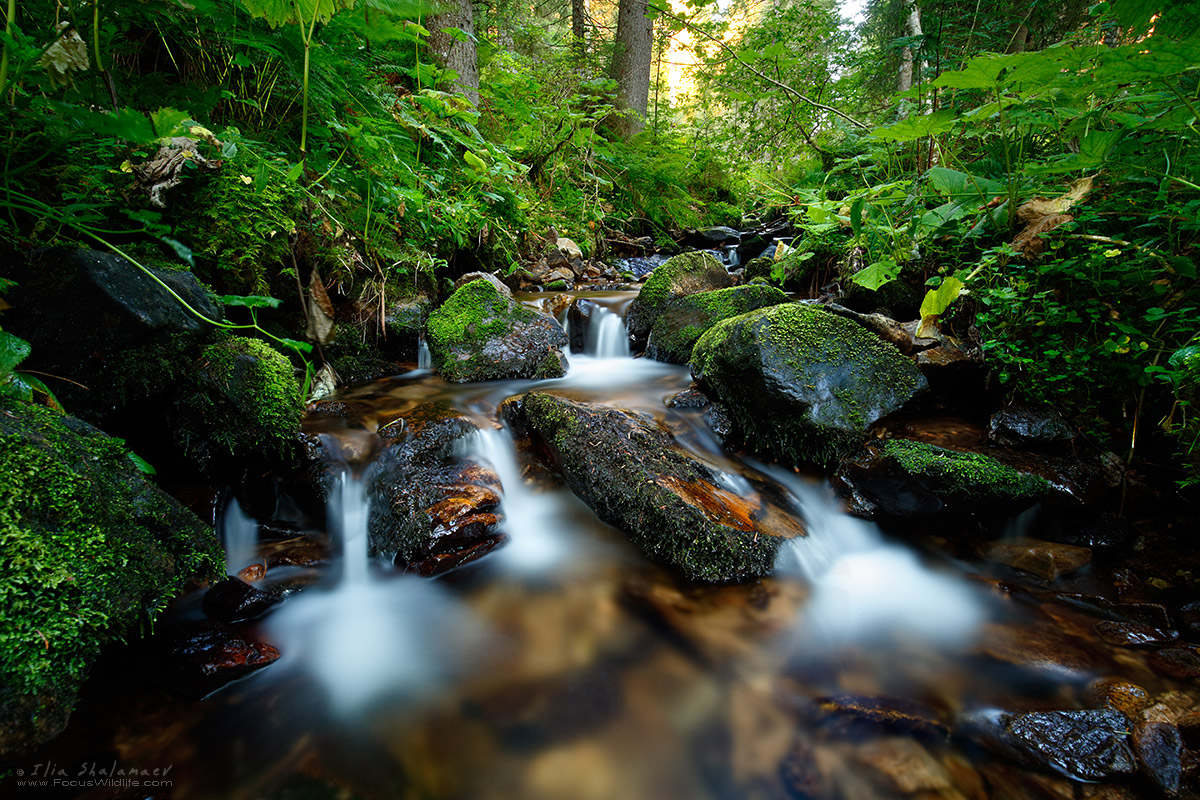 In the Black Forest