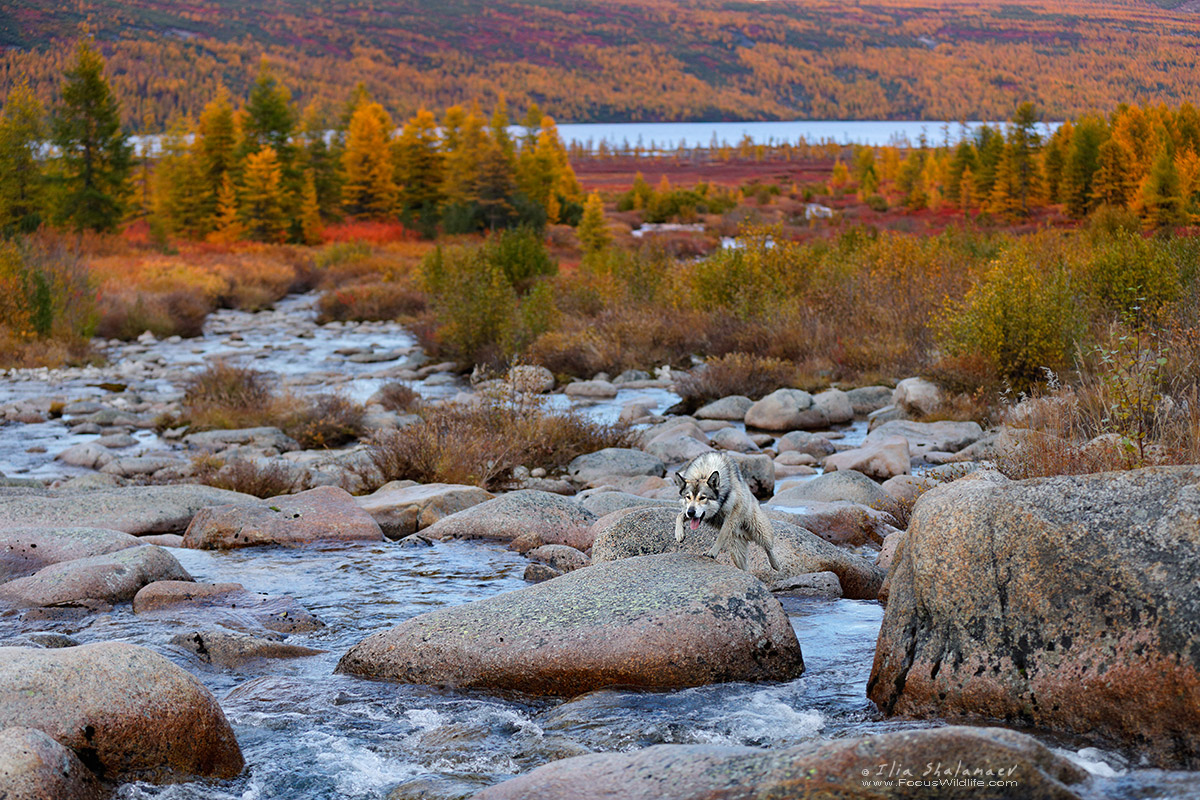 Siberian Stream Cross