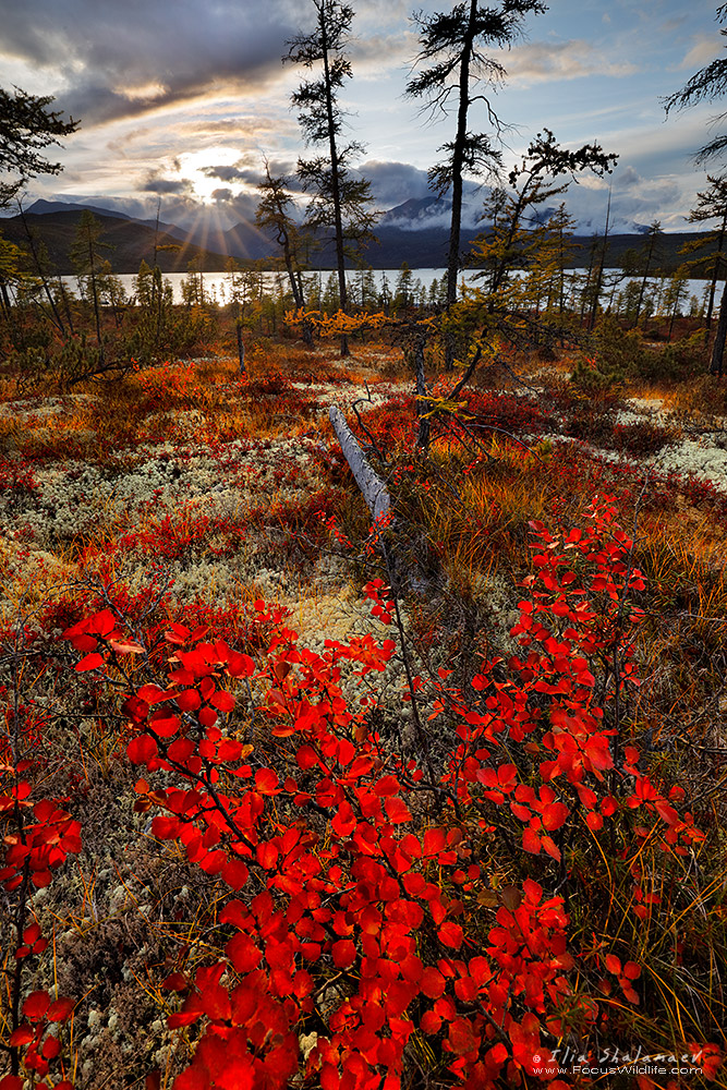 Insane Colors of Siberian Fall