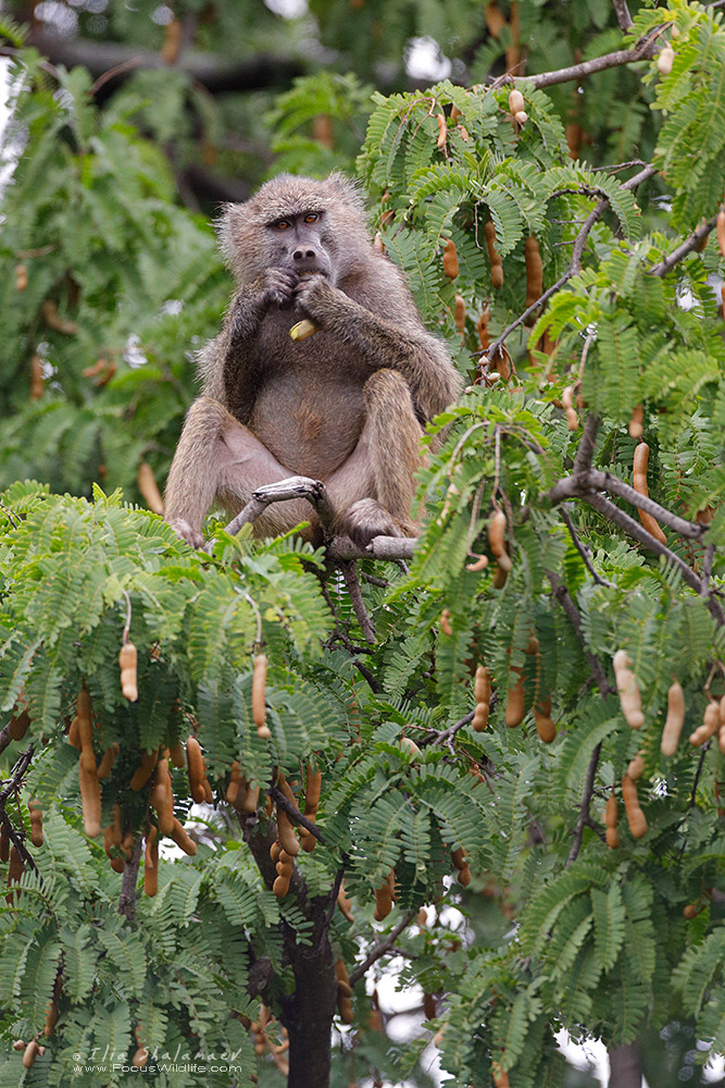Olive Baboon