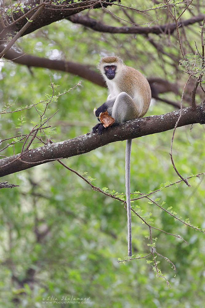 Vervet monkey