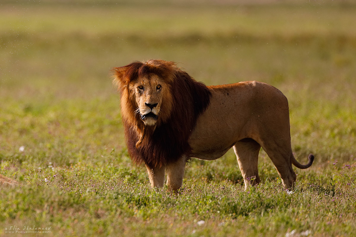 Lion King