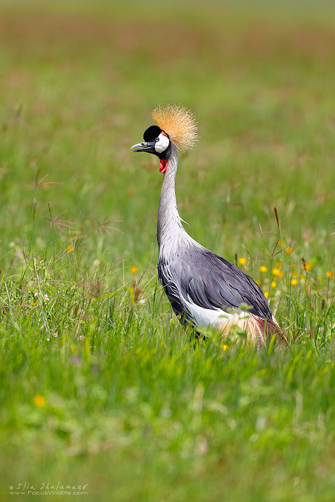 Crowned Crane