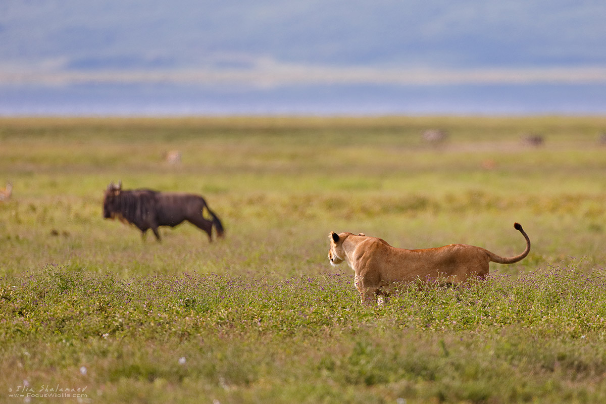 Approaching lion