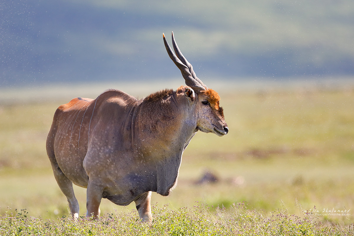  Eland Antelope
