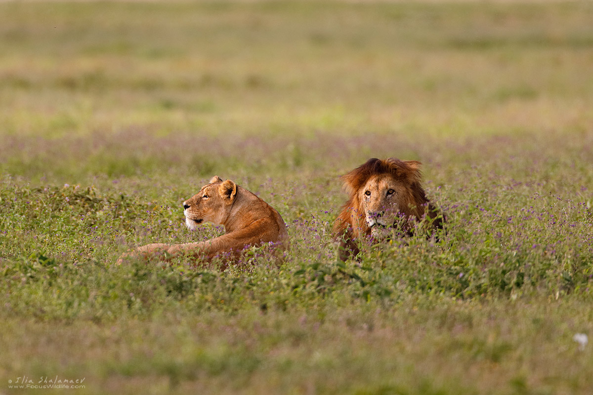 Approaching lion