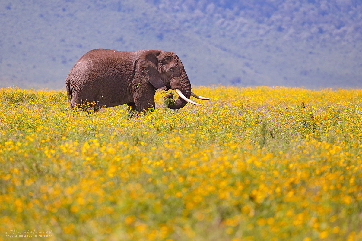 In flowers field