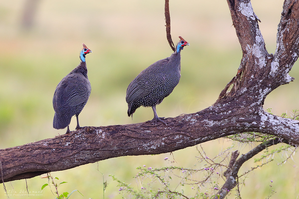 Helmeted guineafowl Couple
