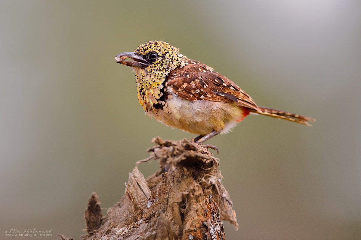 D'Arnaud's Barbet