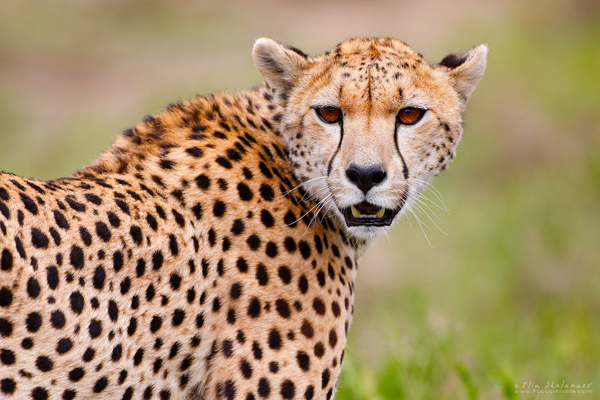 Predator Eyes
