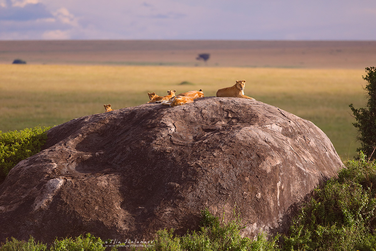 Lions Family resting on Kopje
