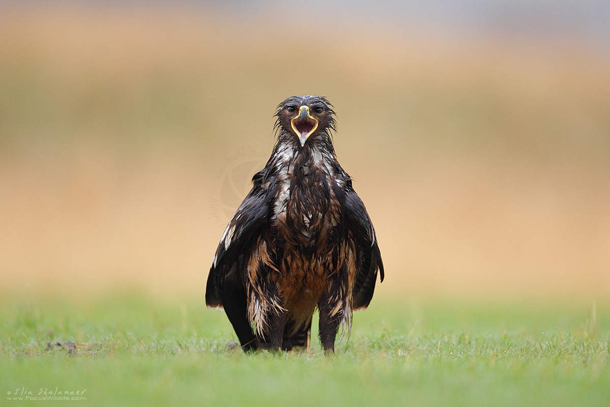 Greater Spotted Eagle