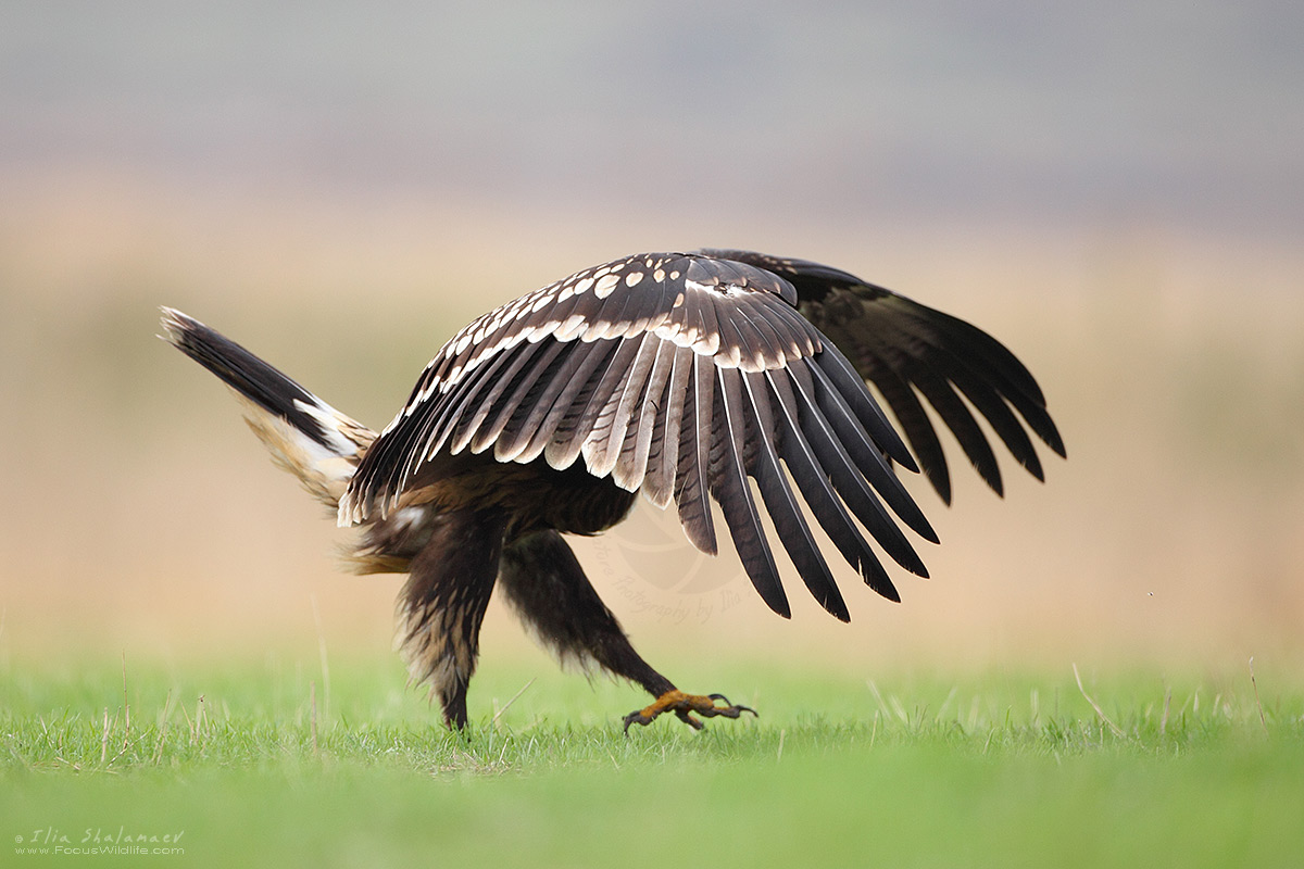 Greater Spotted Eagle