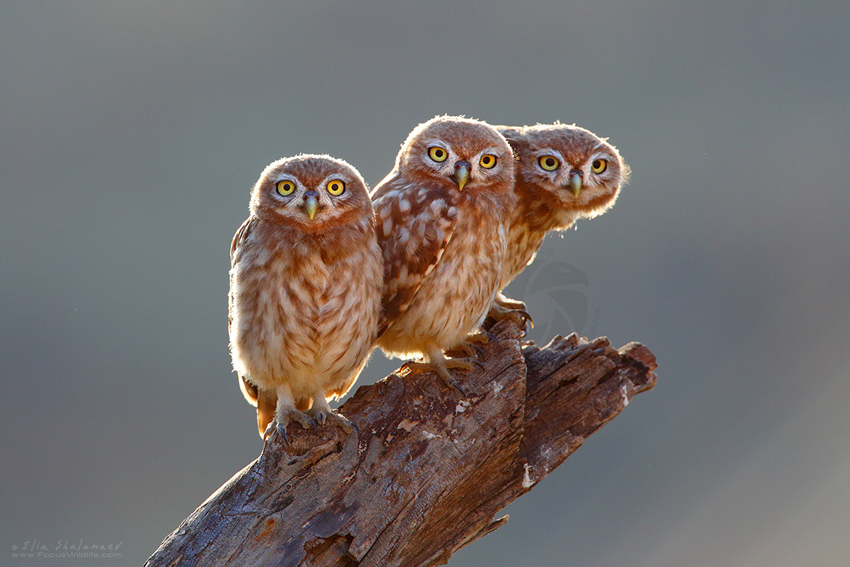 Three Little Owls