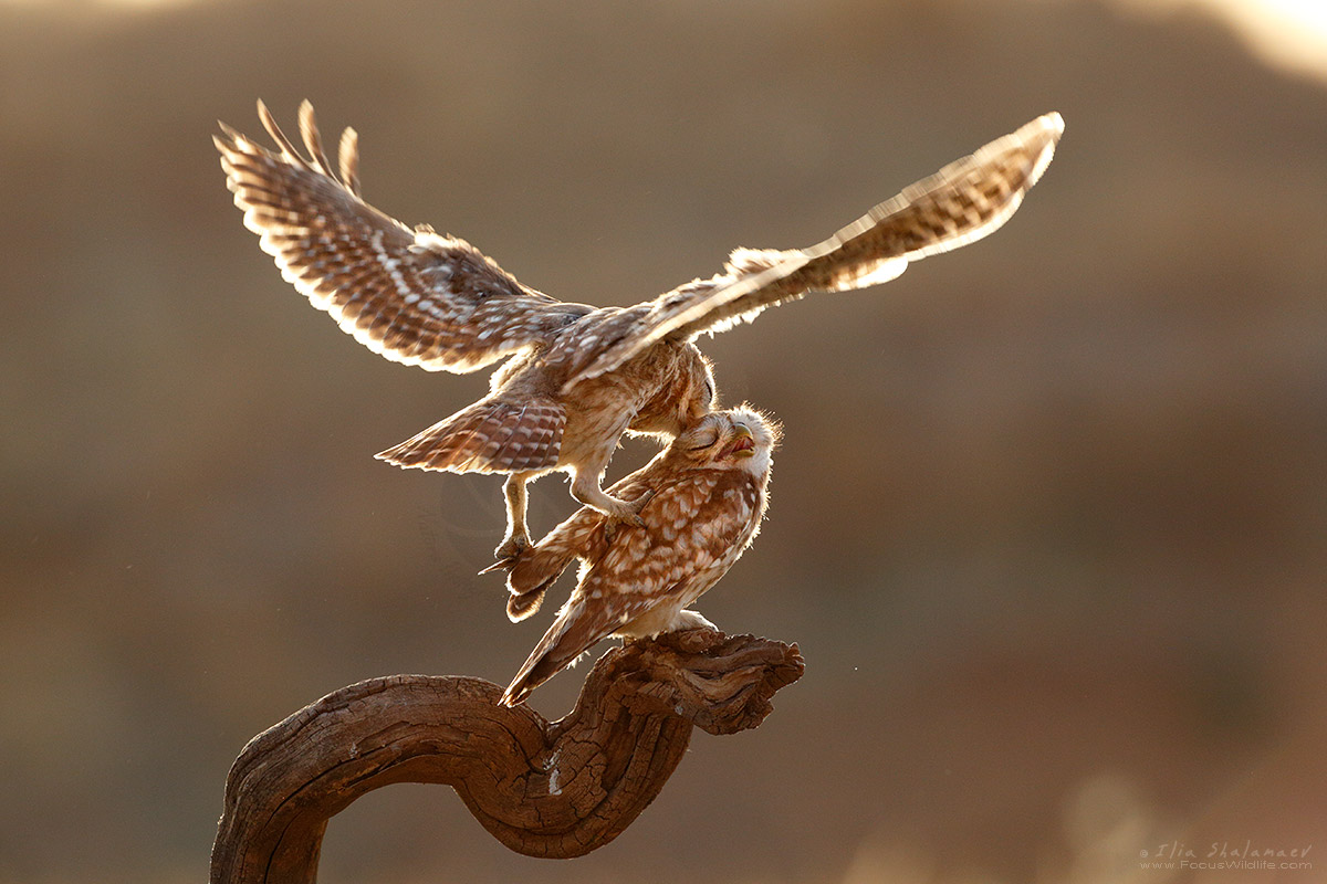 Owls Couple