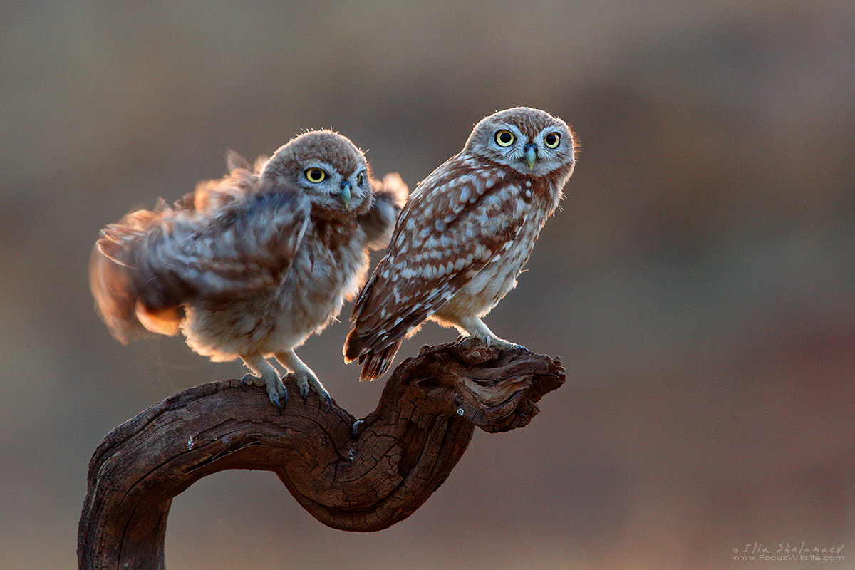 Little Owls