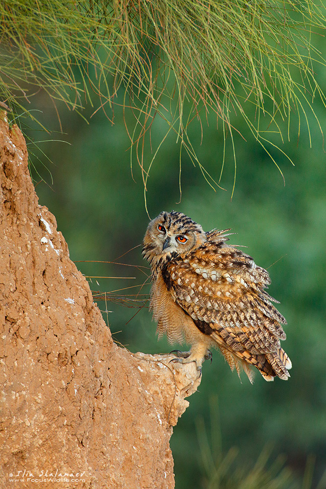 Eagle Owl Portrait