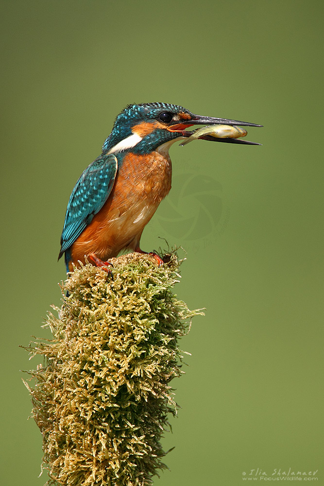 Common Kingfisher 