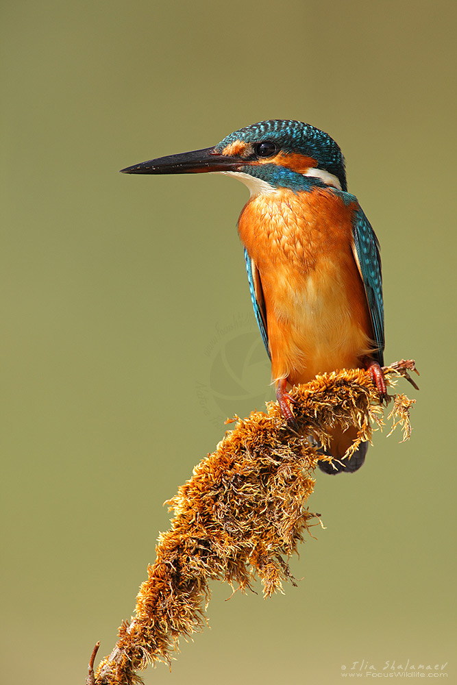 Common Kingfisher 