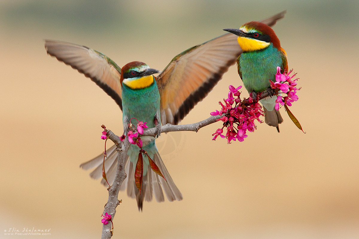 European Bee-Eater