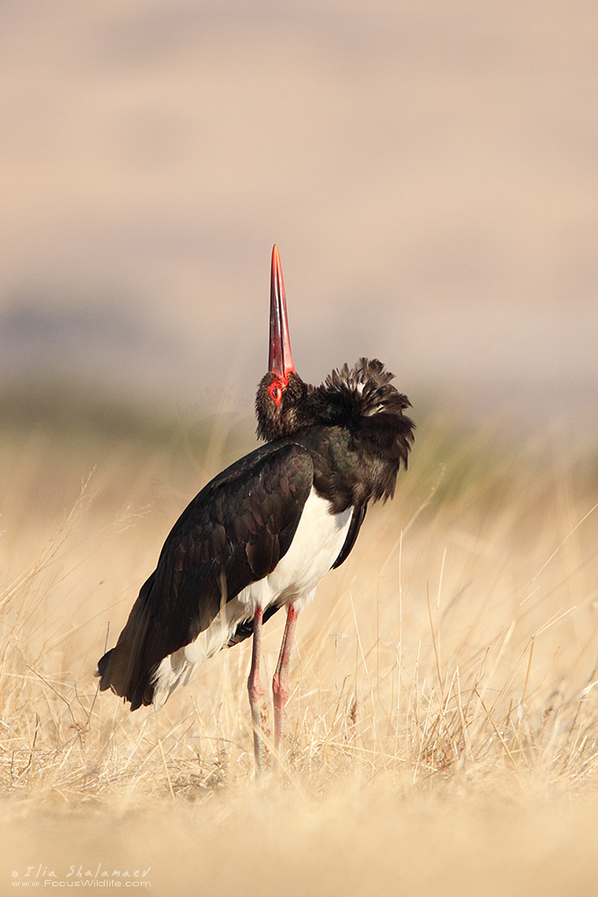 Black Stork