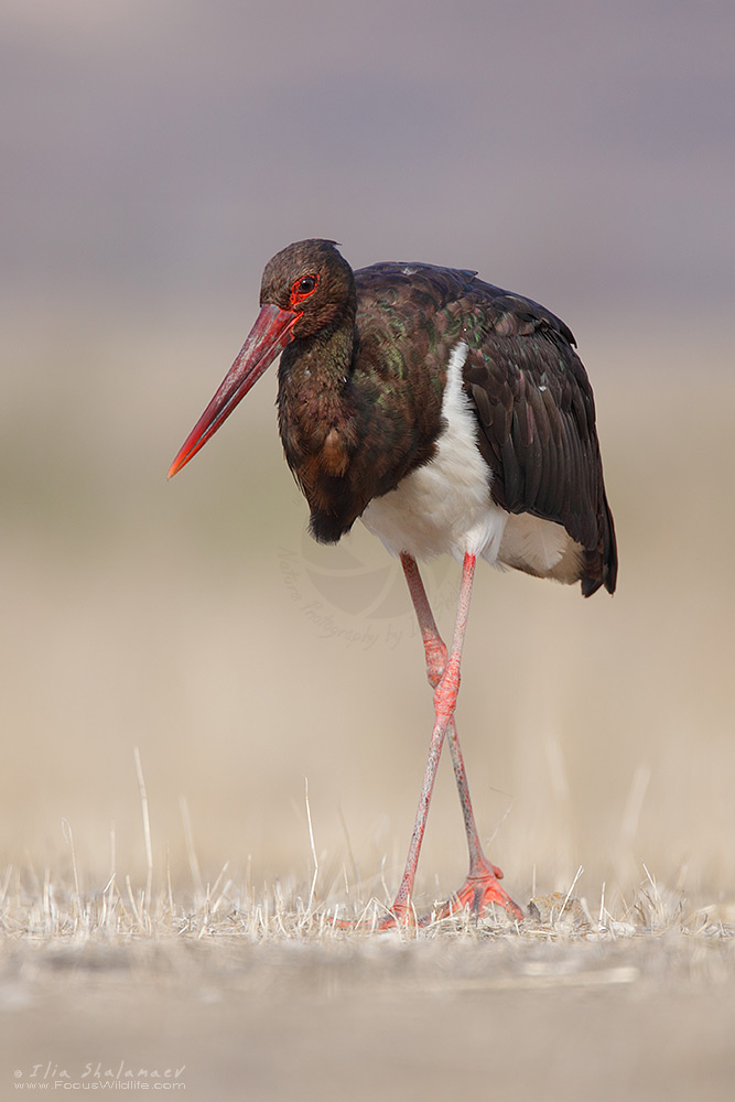 Black Stork