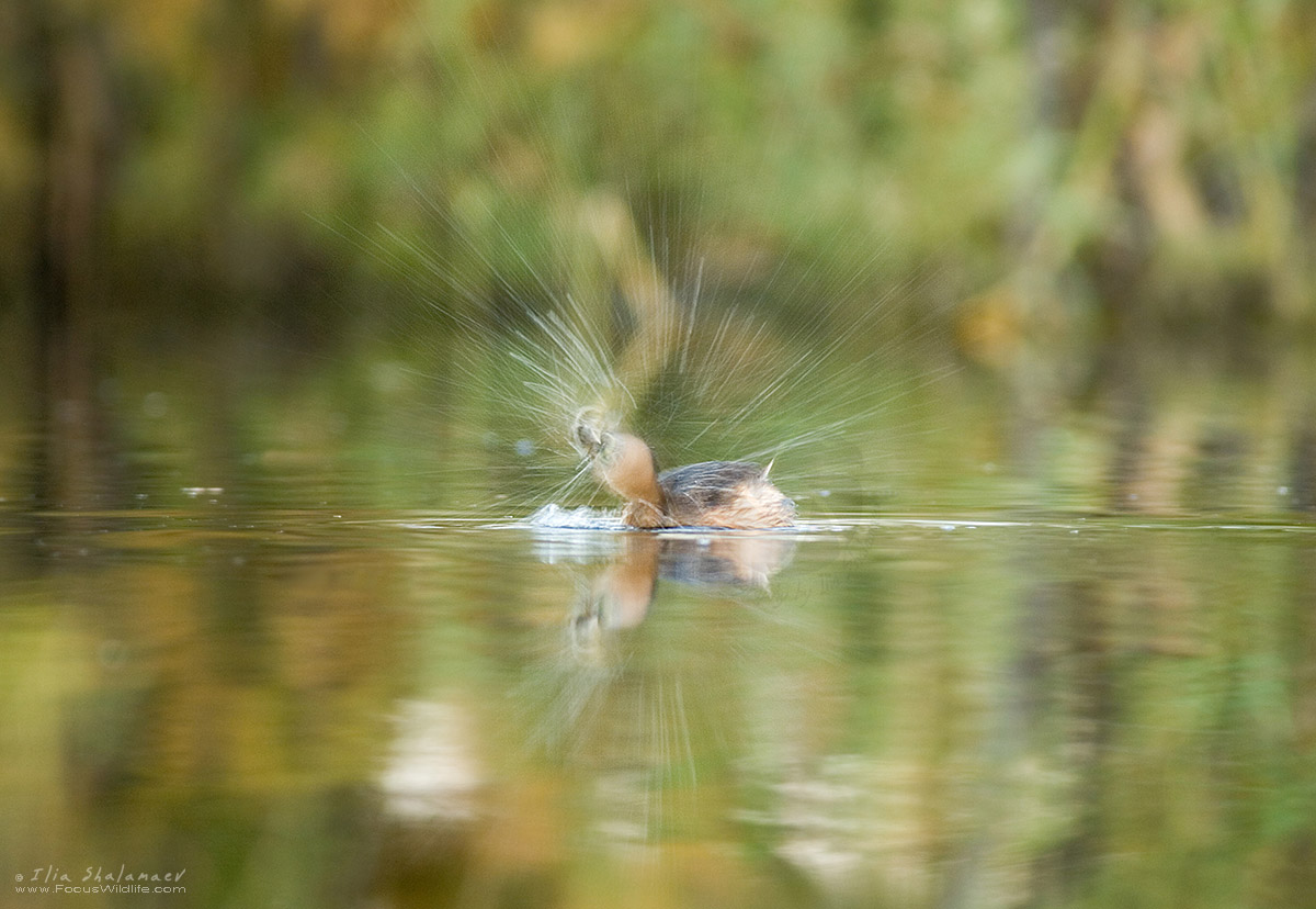 Little Grebe explosion