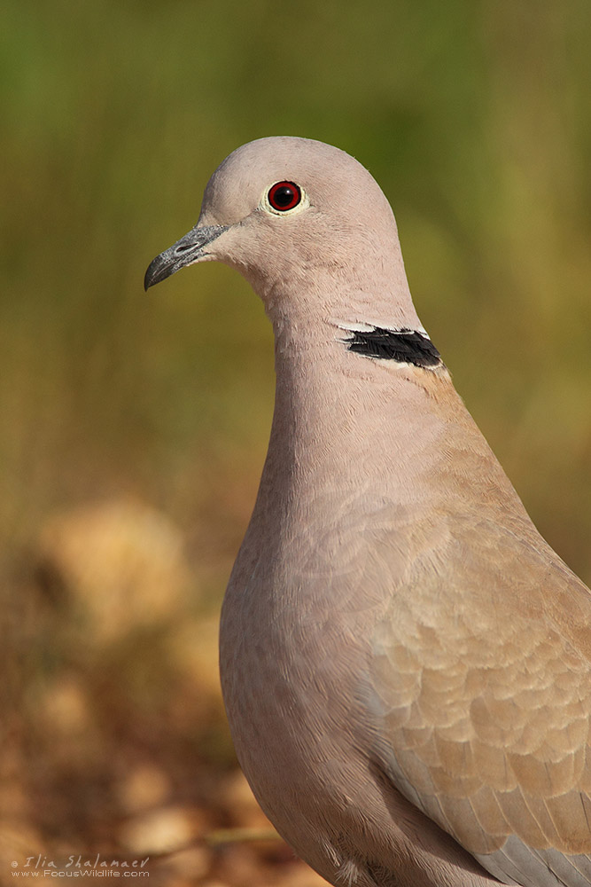 Collared Dove