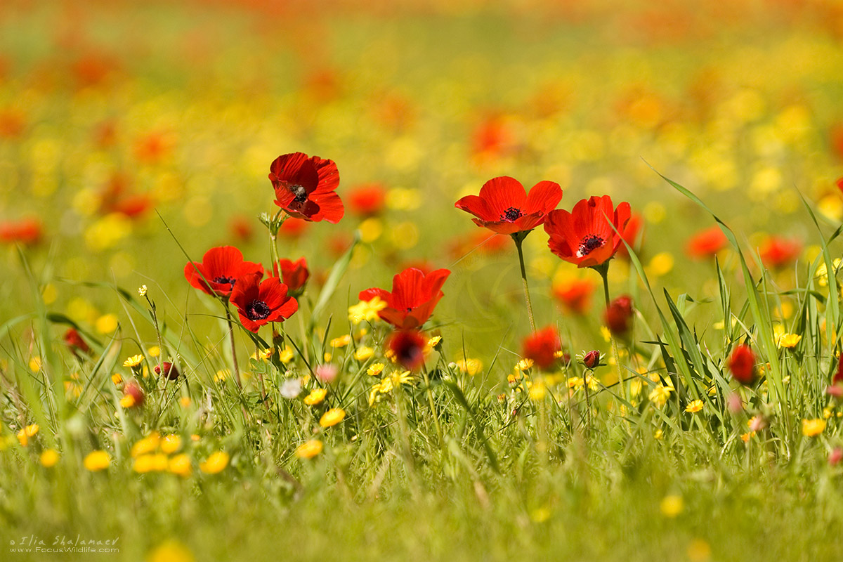Anemones Bloom