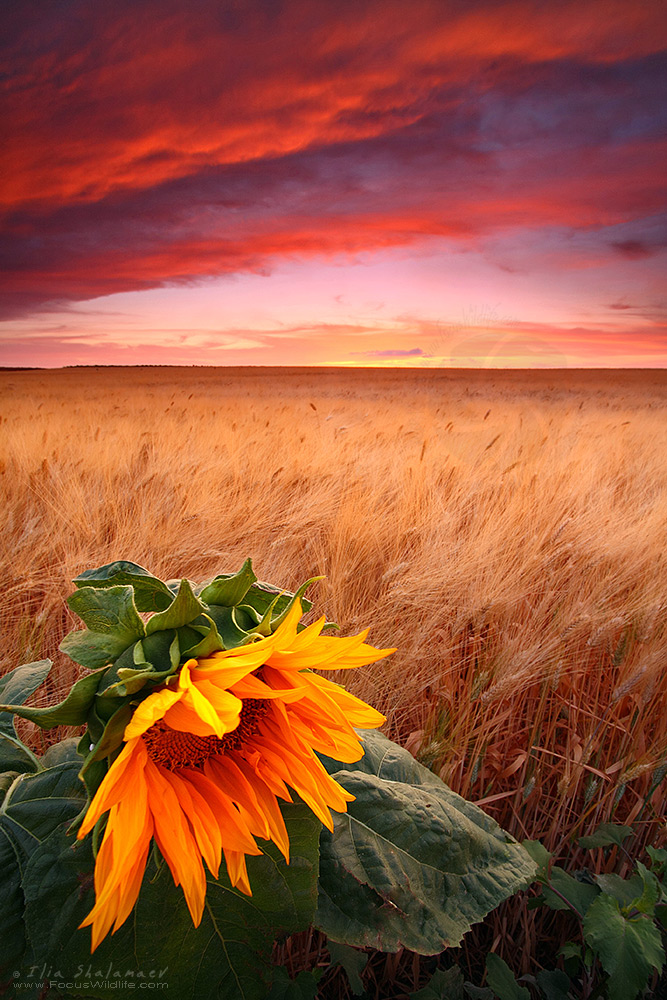 Sunflower Sunset