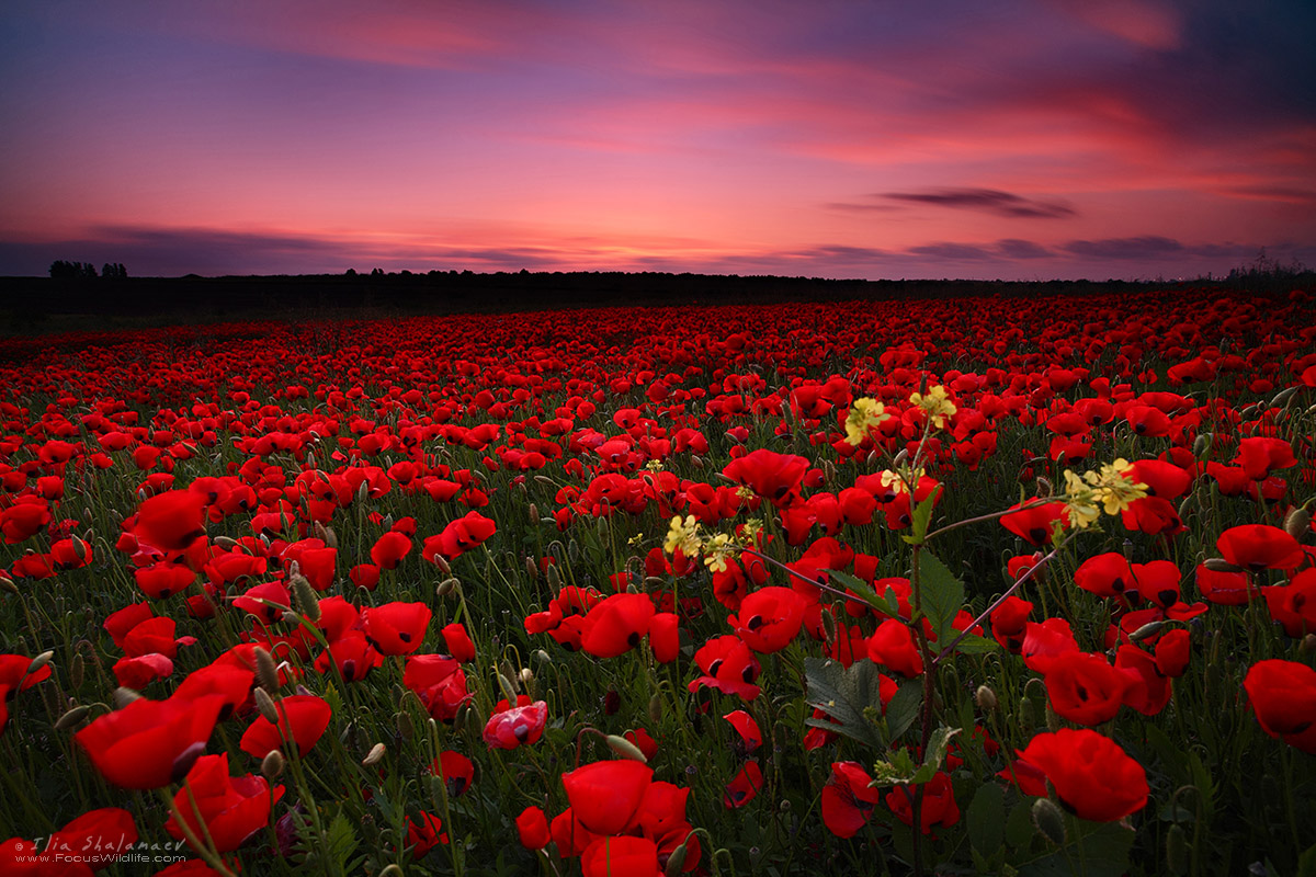 Poppies Bloom