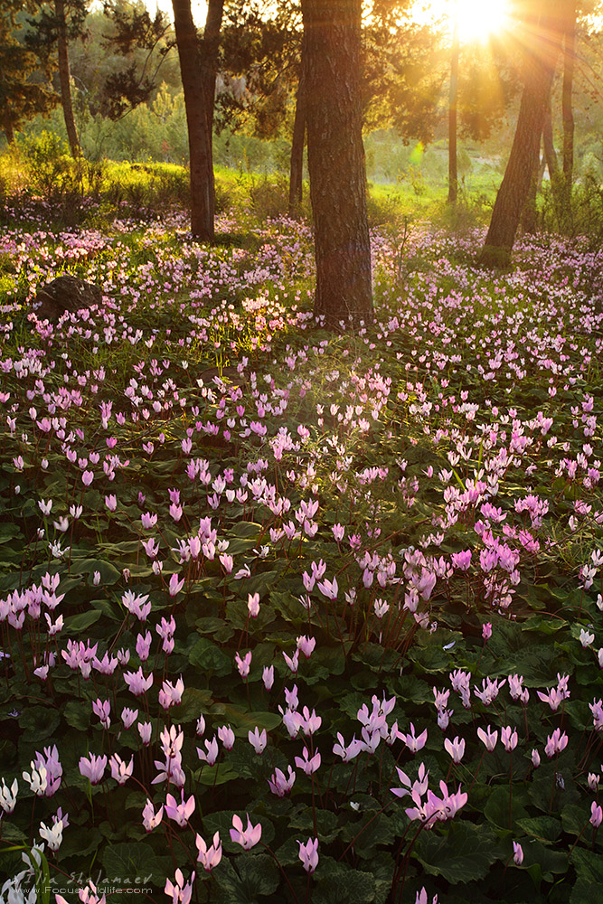Cyclamens Bloom