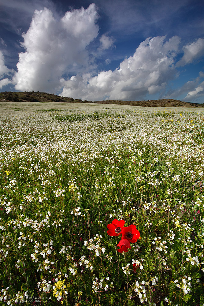 Spring Flowers Blooming