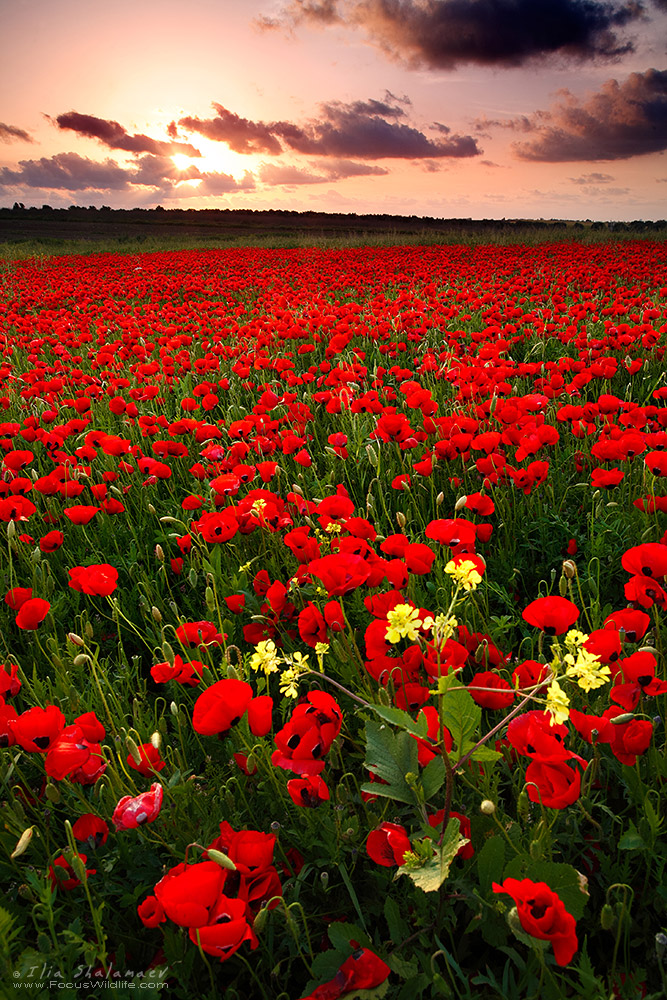 Poppies Bloom