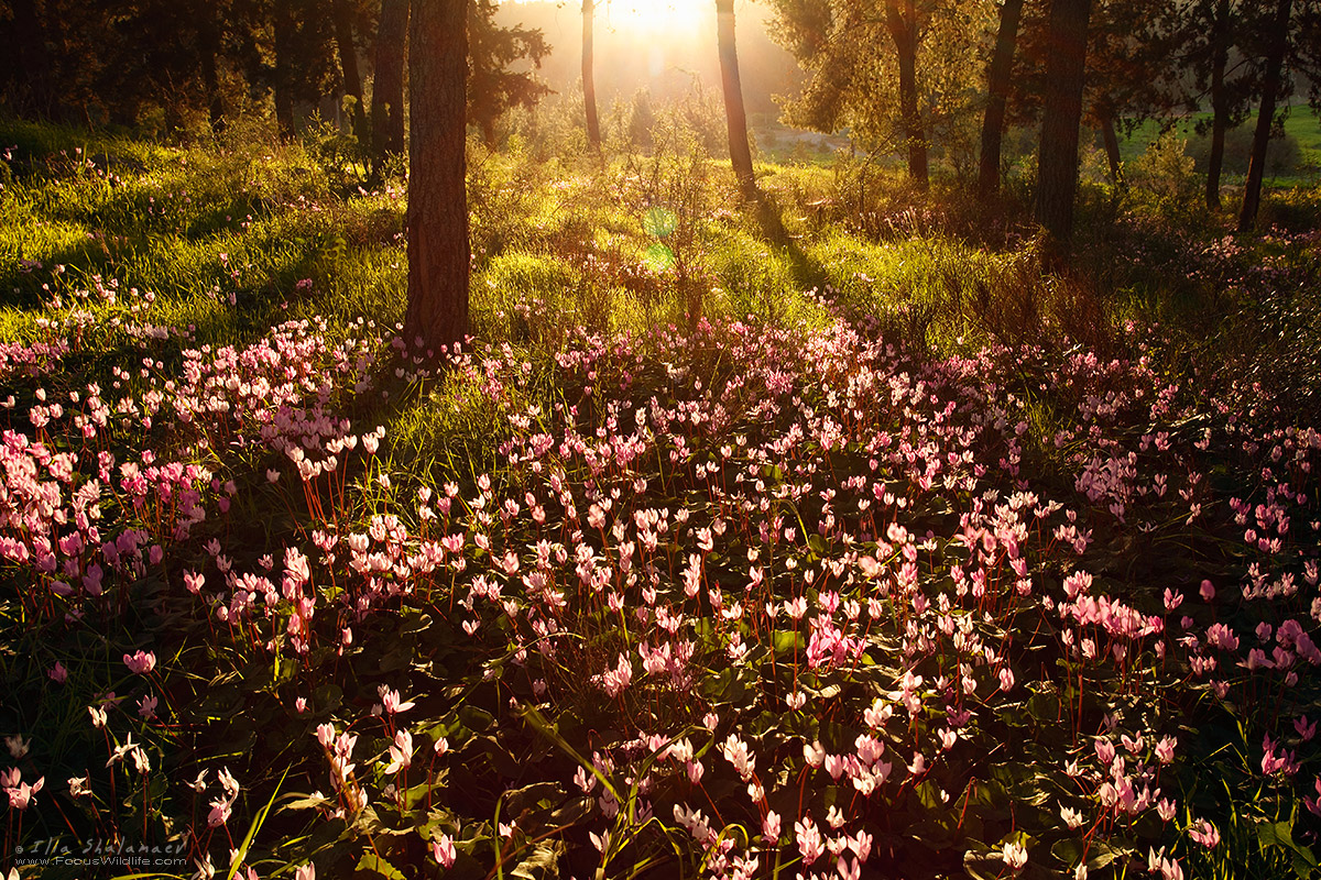 Forest Ground on Fire