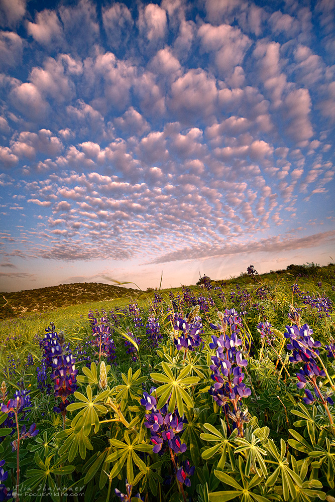 Blue Lupines Bloom