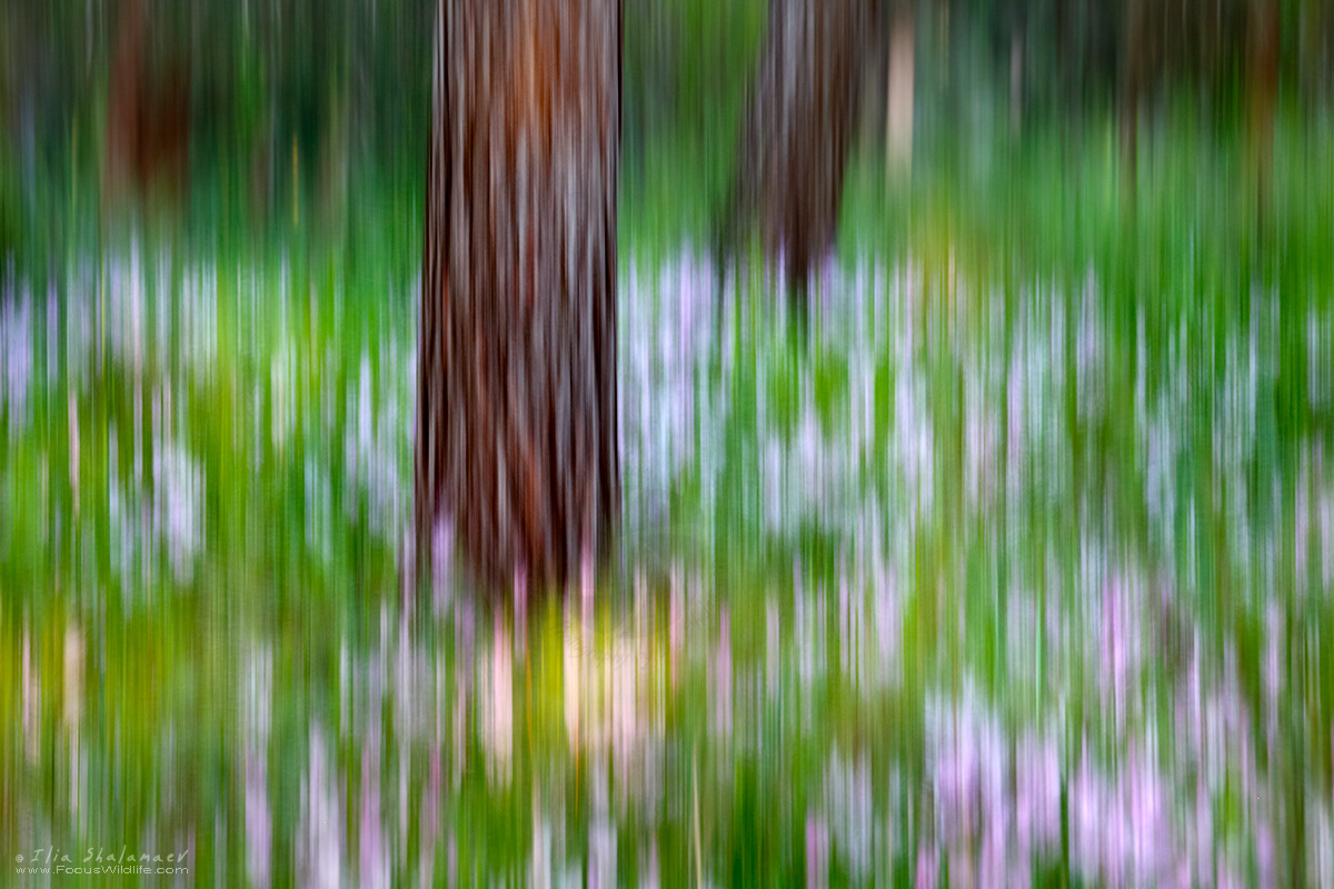 Cyclamens Bloom