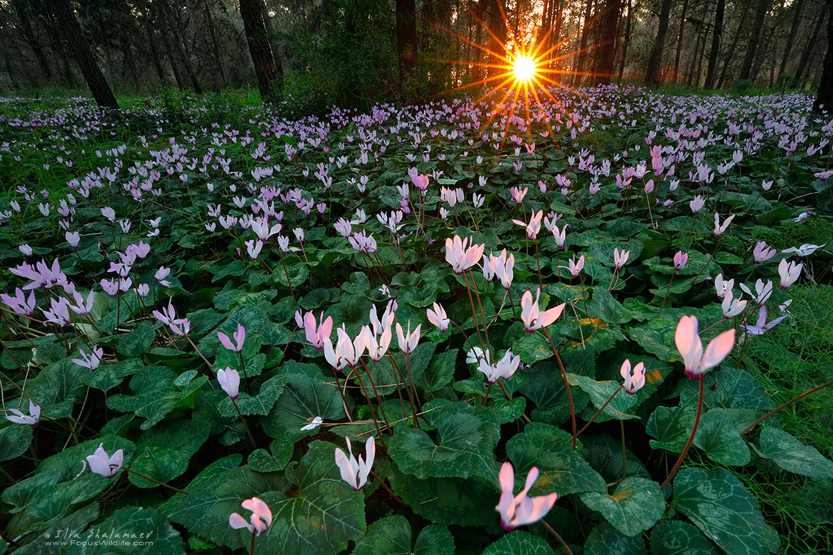 Sunbeams on forest ground
