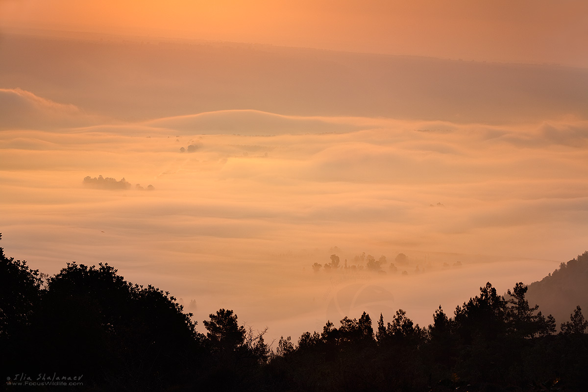 Valley in Mist