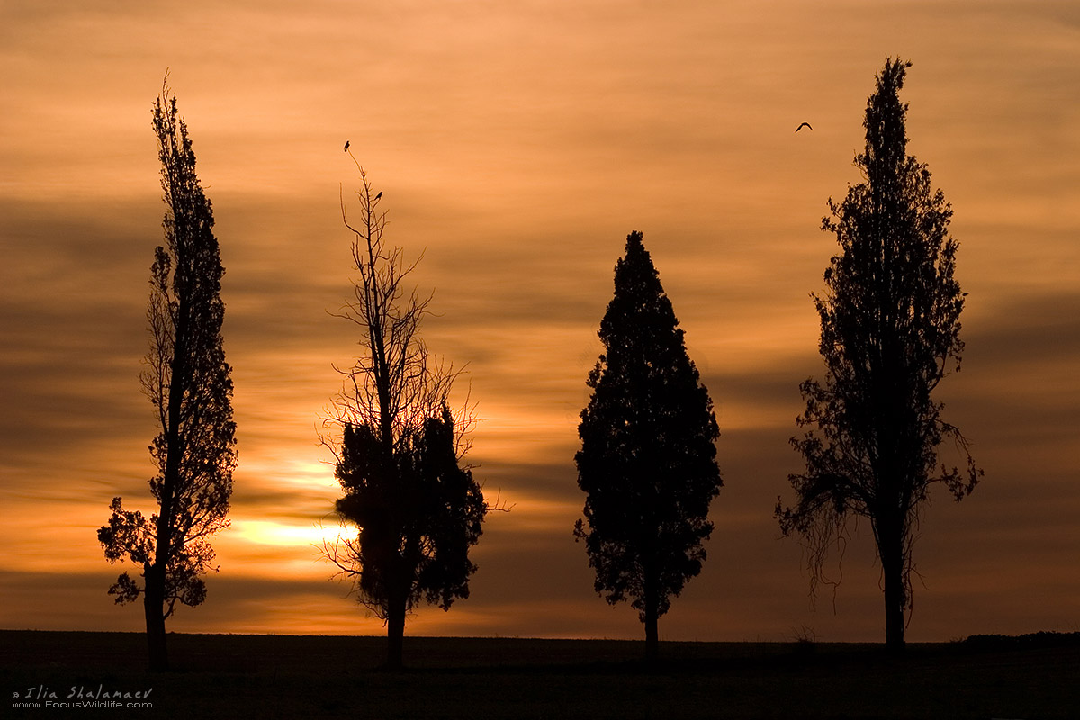 Kiparis Silhouettes