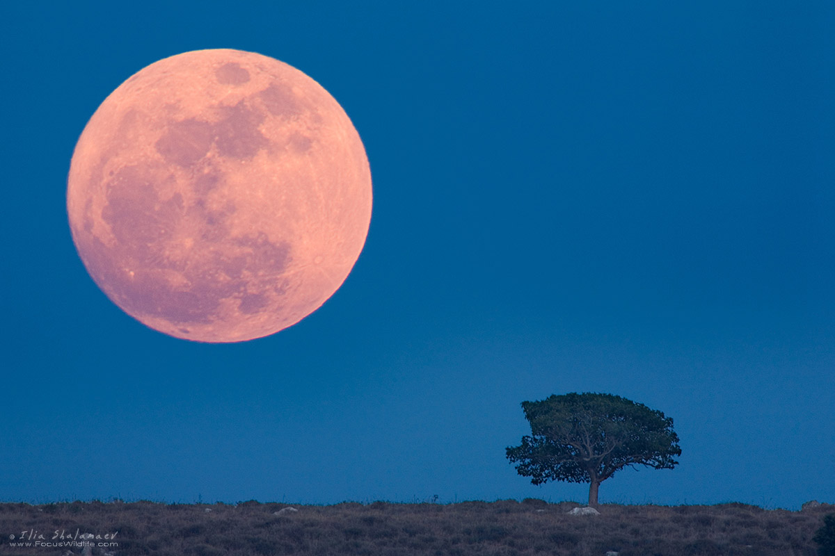The tree and the Moon