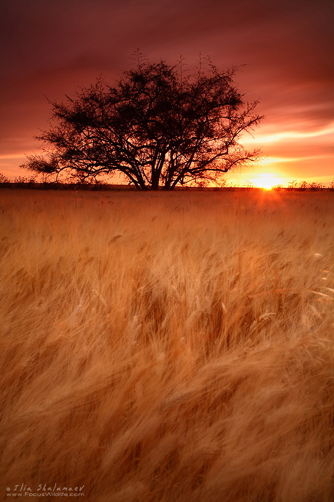 In Sea of Wheat