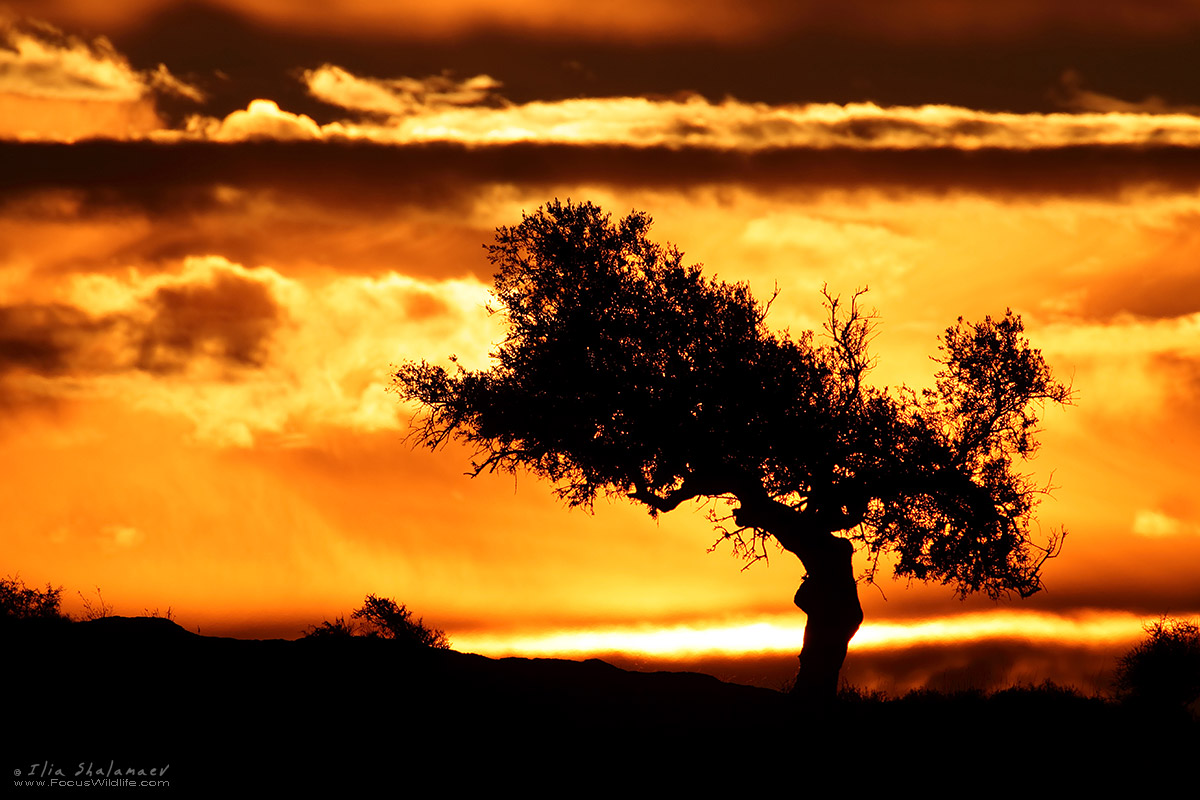 Olive Tree in Fire