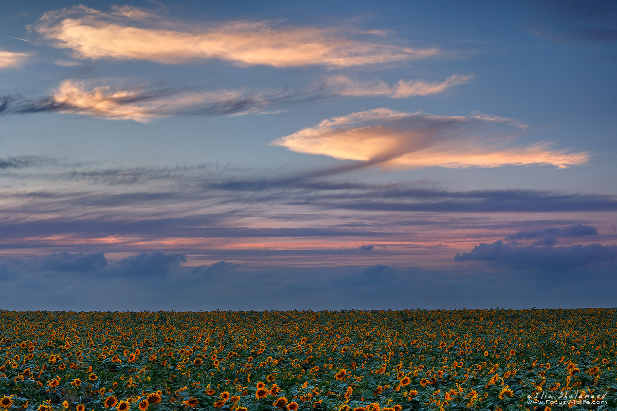 Sunflower Bloom