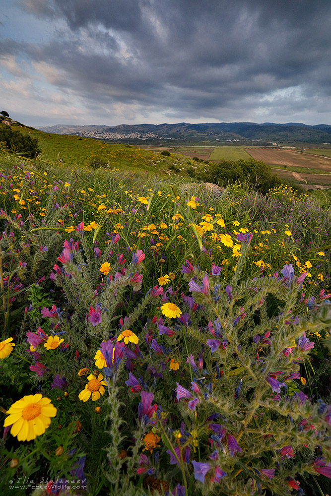 Spring Flowers Blooming