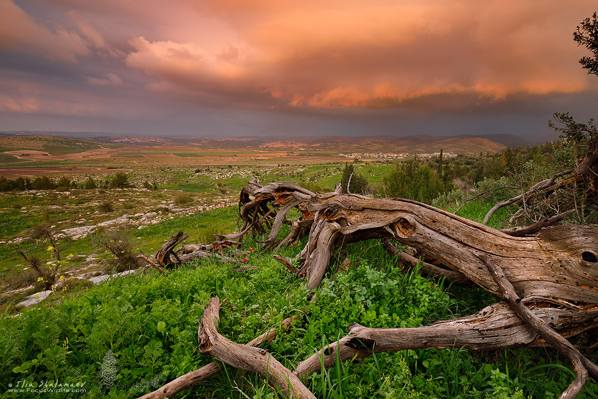 Fields of Ayalon Valley