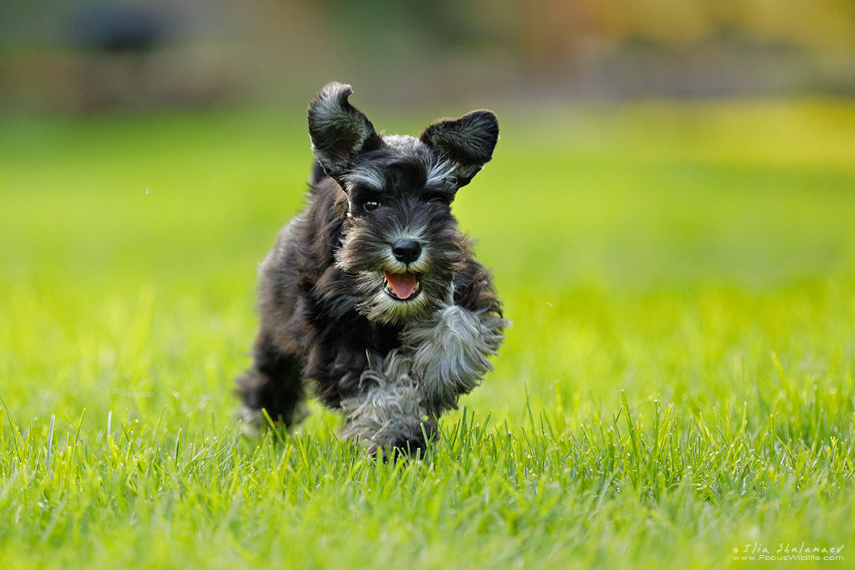 Puma - Zwergschnauzer Puppy 