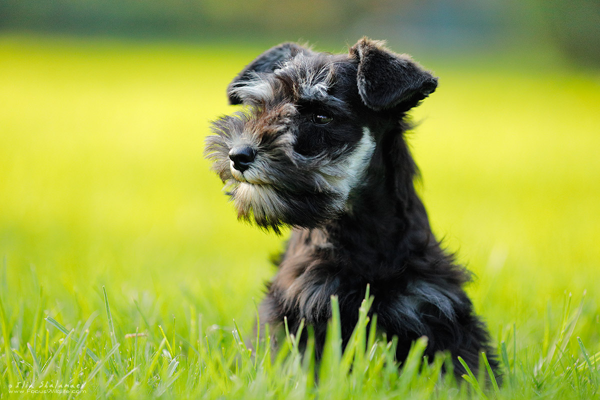 Puma - Zwergschnauzer Puppy 