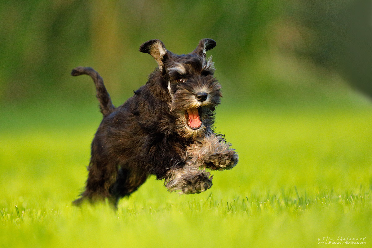 Puma - Zwergschnauzer Puppy 