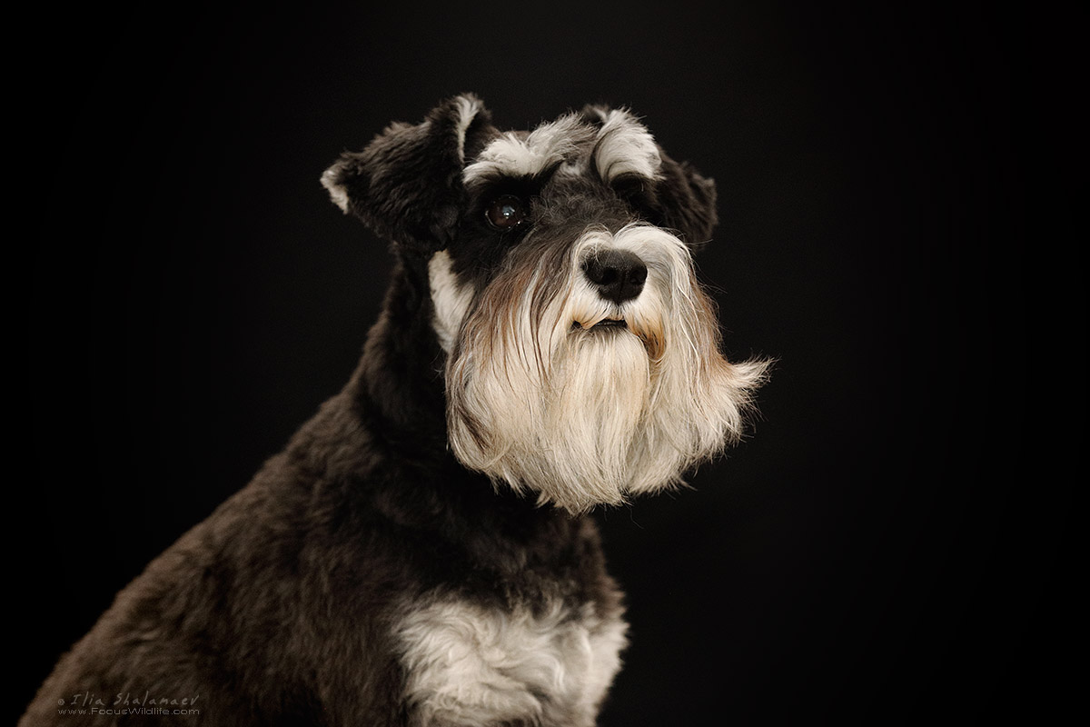 Miniature Schnauzer